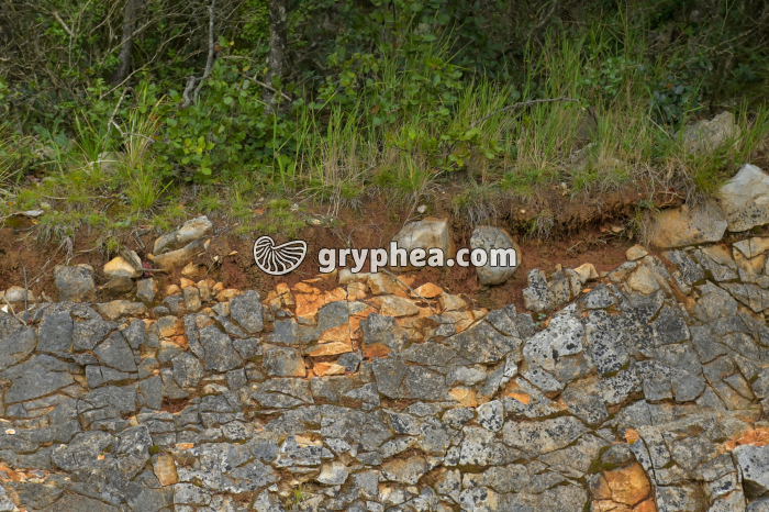 Sol sur roche-mère calcaire (Ardèche) - gryphea.com
